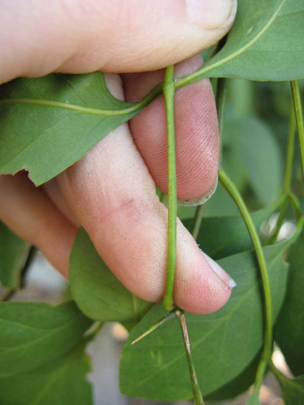              Petiole (Nigerian Powder Flask, Winter Haven, FL)       